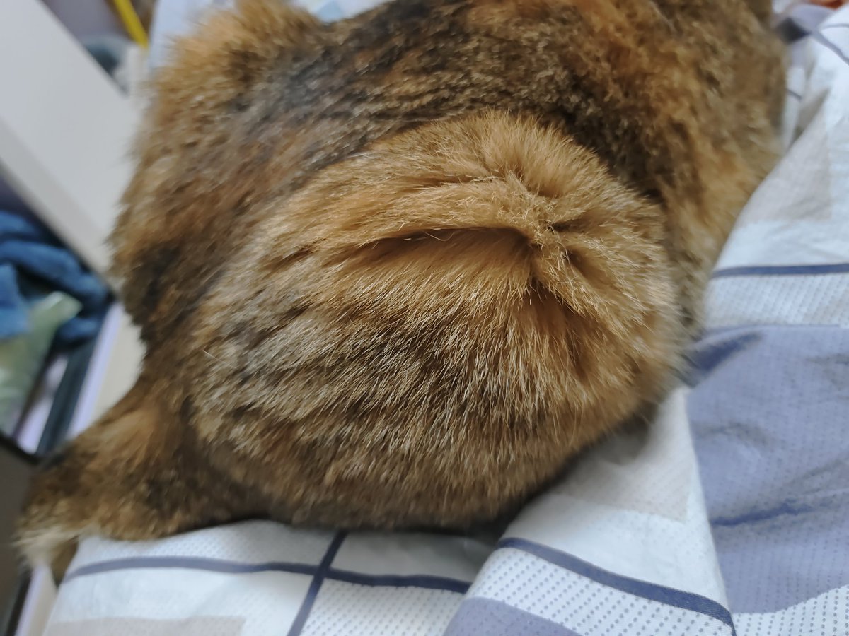 小猫咪胖开线了