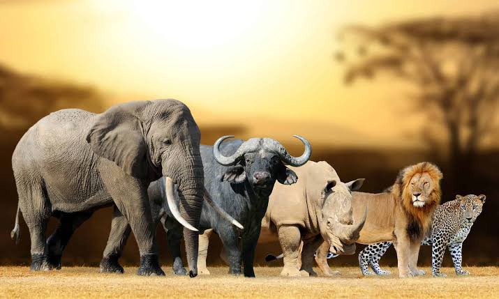 harv_shephard's tweet photo. @InsideOutNews_ Didn’t a buffalo kill another tourist like 2 weeks ago?  The Big 5 is so dangerous, stay away https://t.co/OjueVLFhFR