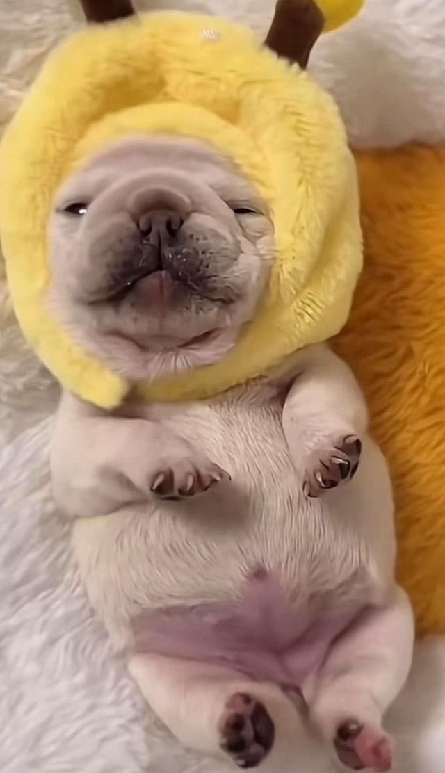 Daily Pibble tweet media