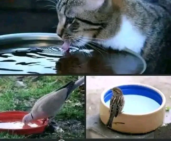 لا تنسوا  سقاية الماء فلكل كبد رطبه اجر ❤️