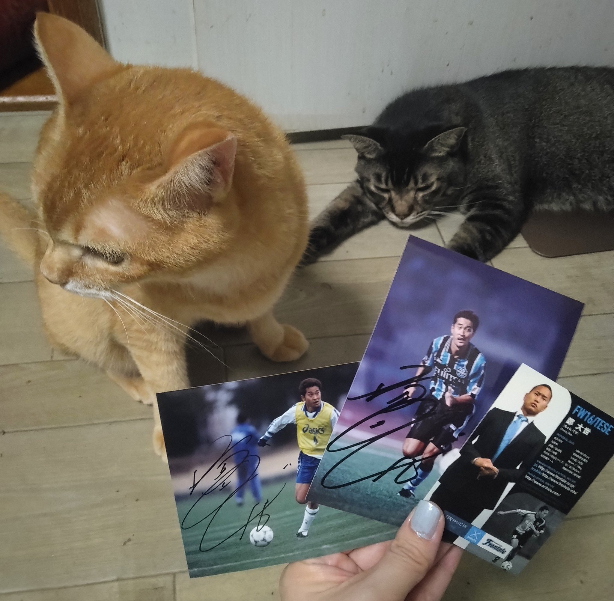 猫A 画像1 ＋ 14 最終値下げしました！ ぐらしあ on X: 