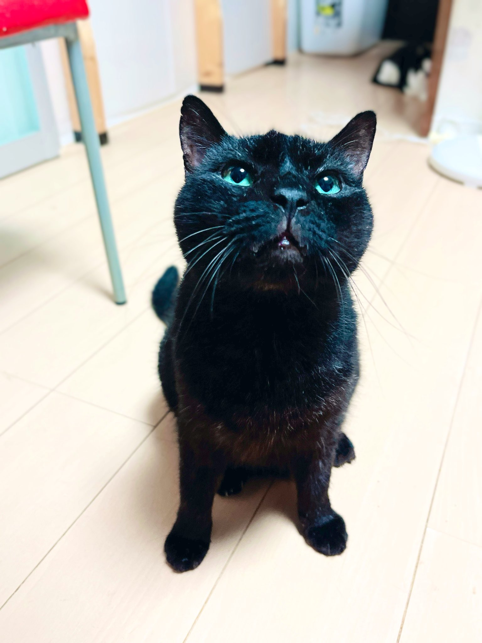 猫野四季＊ on X: 