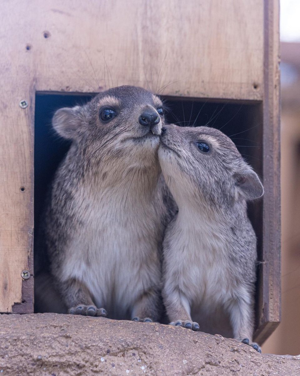 Hyrax Every Hour (@hyraxeveryhour) on Twitter photo 