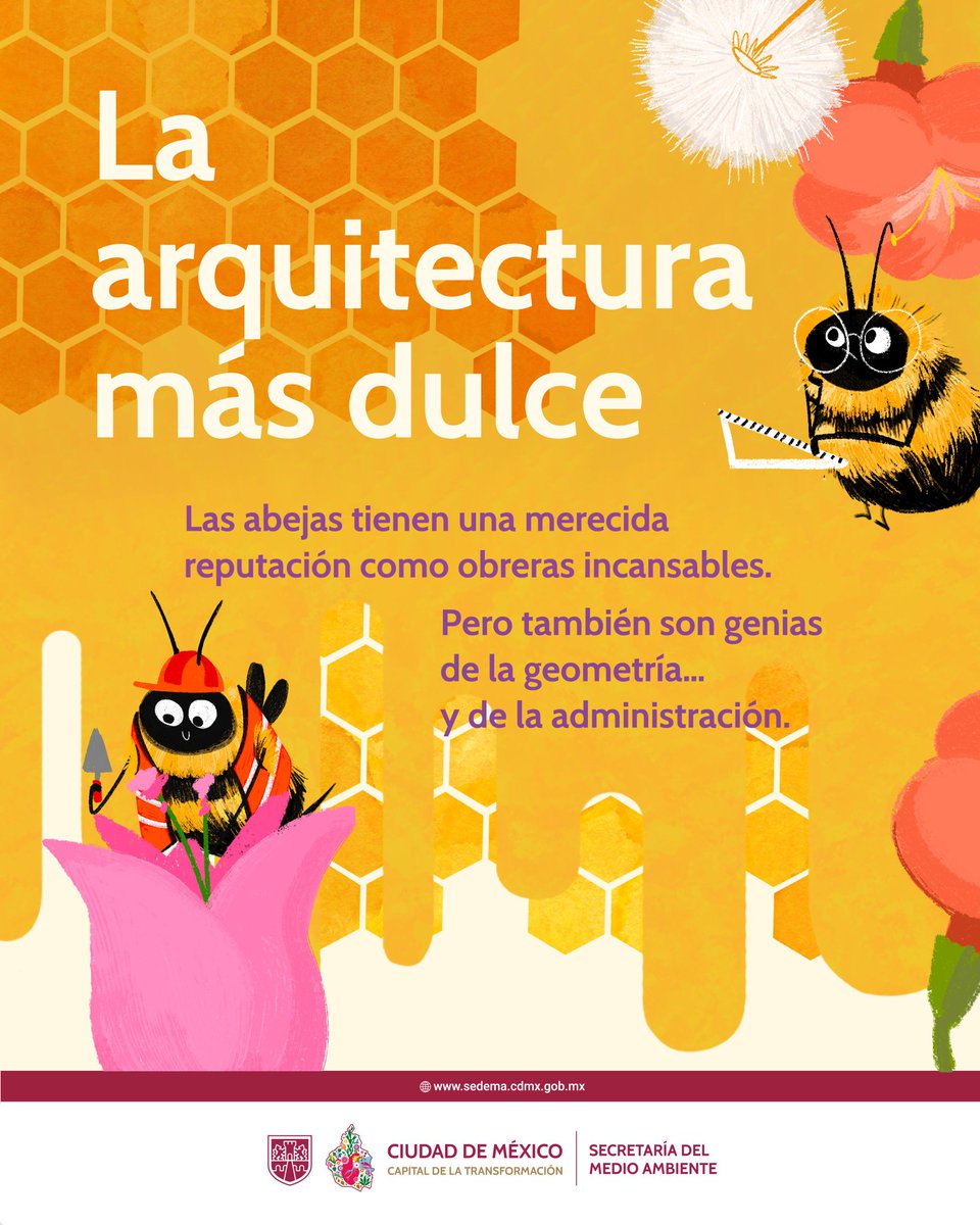 SEDEMA_CDMX's tweet photo. ¡La arquitectura más dulce está en la colmena!

En el Día Nacional de la Abeja recordamos que estos pequeños polinizadores no solo producen miel, también diseñan obras maestras de la naturaleza: hexágonos perfectos que ahorran cera, resisten el paso del tiempo y almacenan alimento para toda la colonia. 

¿Quién diría que son verdaderos genios de la geometría?

1/4🧵