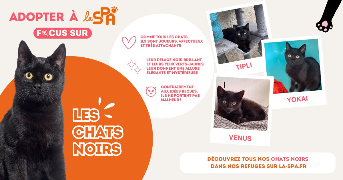 🖤🐾 Encore aujourd’hui, les chats noirs souffrent de nombreuses superstitions : certains les associent à la malchance, d’autres adoptants les ignorent en refuge à cause de vieilles croyances ou parce qu’ils seraient “moins photogéniques”…

❌ C'EST FAUX !
✔ Un chat noir