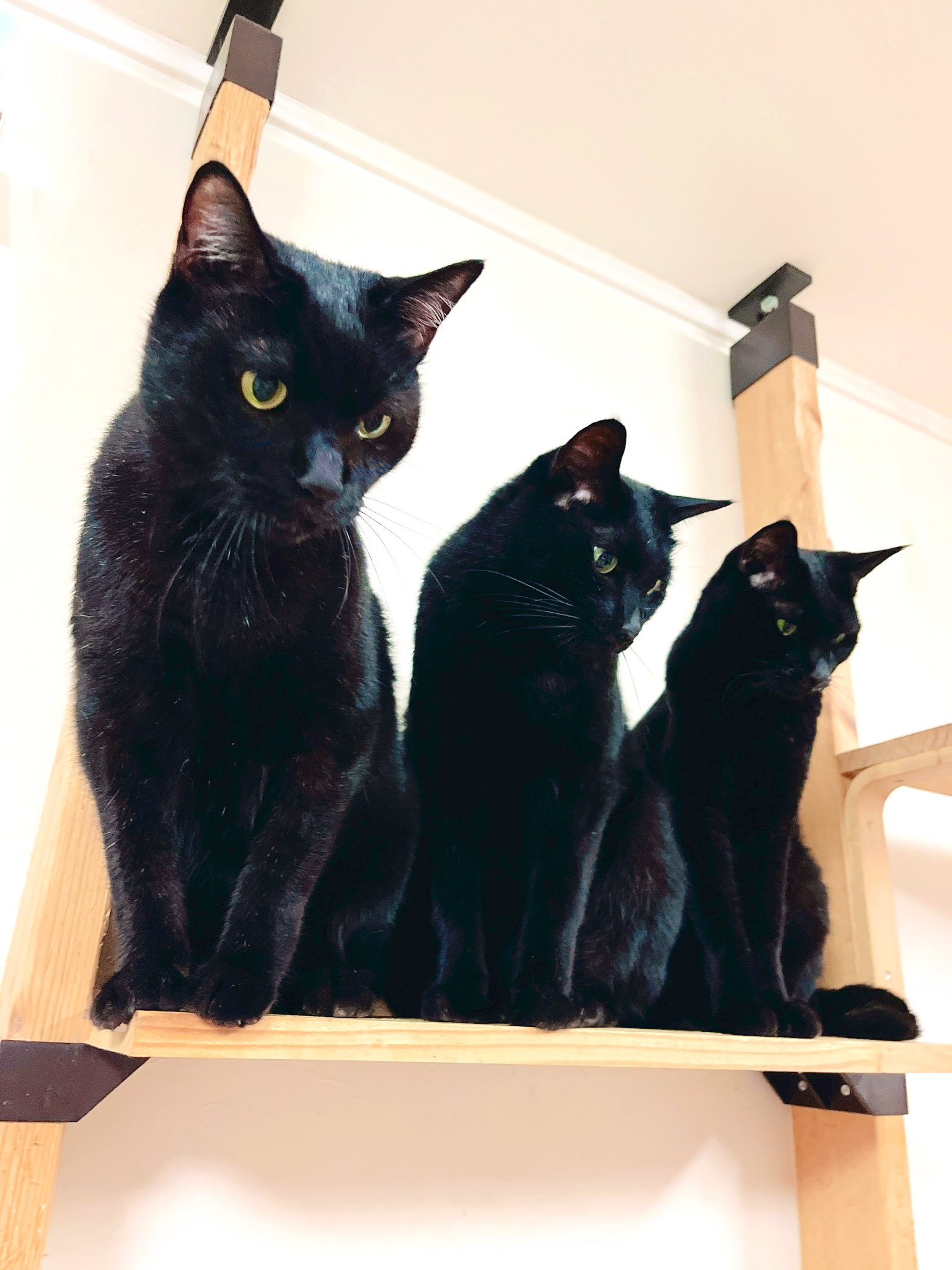 黒猫ページ 猫野四季＊ on X: 