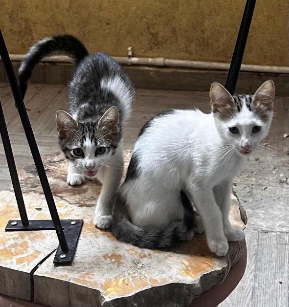 Arkadaşlar rica etsem yayabilir misiniz ilanı 🙏

3 aylık iki erkek kardeşe yuva aranıyor, korumaya alındıkları yerde çok vakitleri yok sokak bilmezler 
İstanbul  içi 
05316847918 iletişim