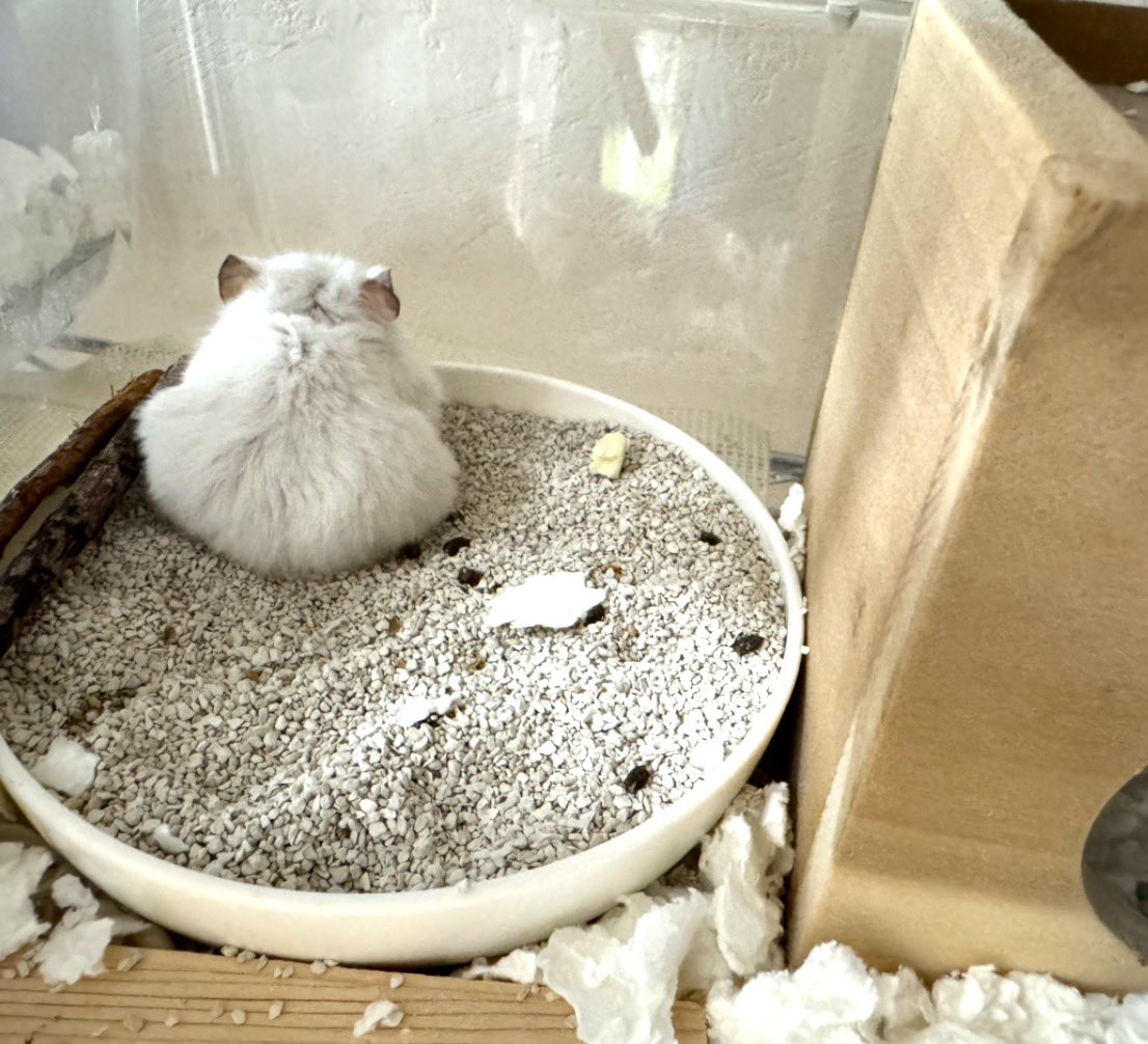 NENEand3hams's tweet image. Momi🐹🌈🍀思い出💤

色々なところで寝てたなぁ🌿

#Momi