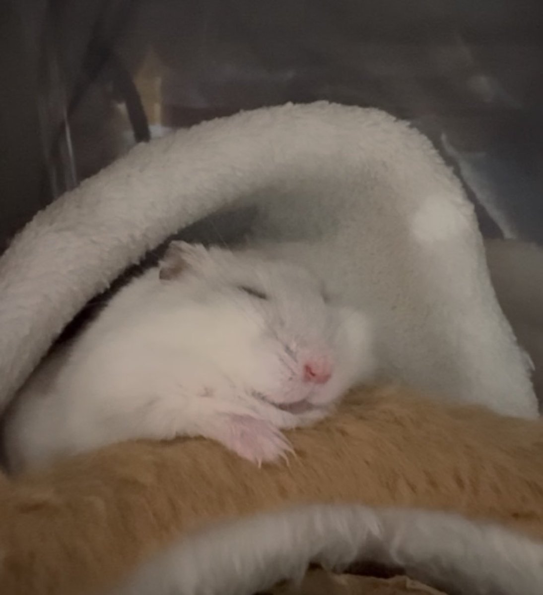 NENEand3hams's tweet image. Momi🐹🌈🍀思い出💤

色々なところで寝てたなぁ🌿

#Momi