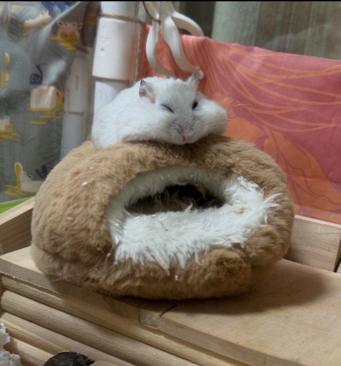 NENEand3hams's tweet image. Momi🐹🌈🍀思い出💤

色々なところで寝てたなぁ🌿

#Momi