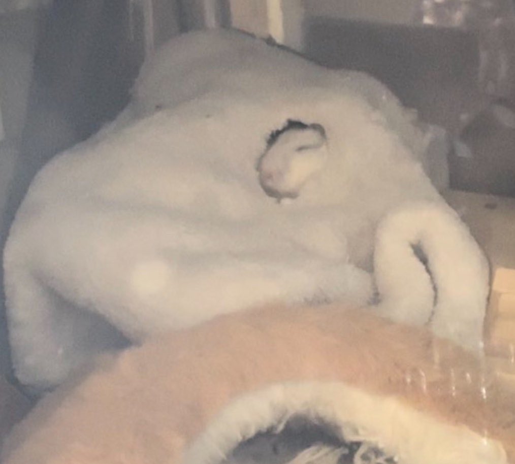 NENEand3hams's tweet image. Momi🐹🌈🍀思い出💤

色々なところで寝てたなぁ🌿

#Momi