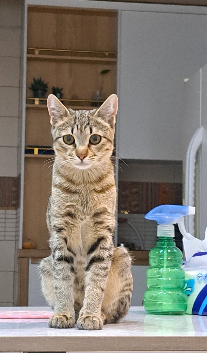 #واگذاری_گربه #ريتوييت_لطفا
 ری‌را خانم ۴ماهه، مهربون و نرم و قشنگ.. به مامانِ اهل نازنازی که دست‌پختش هم خوب باشه واگذار میشه. پاسپورت و شناسنامه هم داره، قد بلندم هست... دیگه چی میخوای مامانش❣️