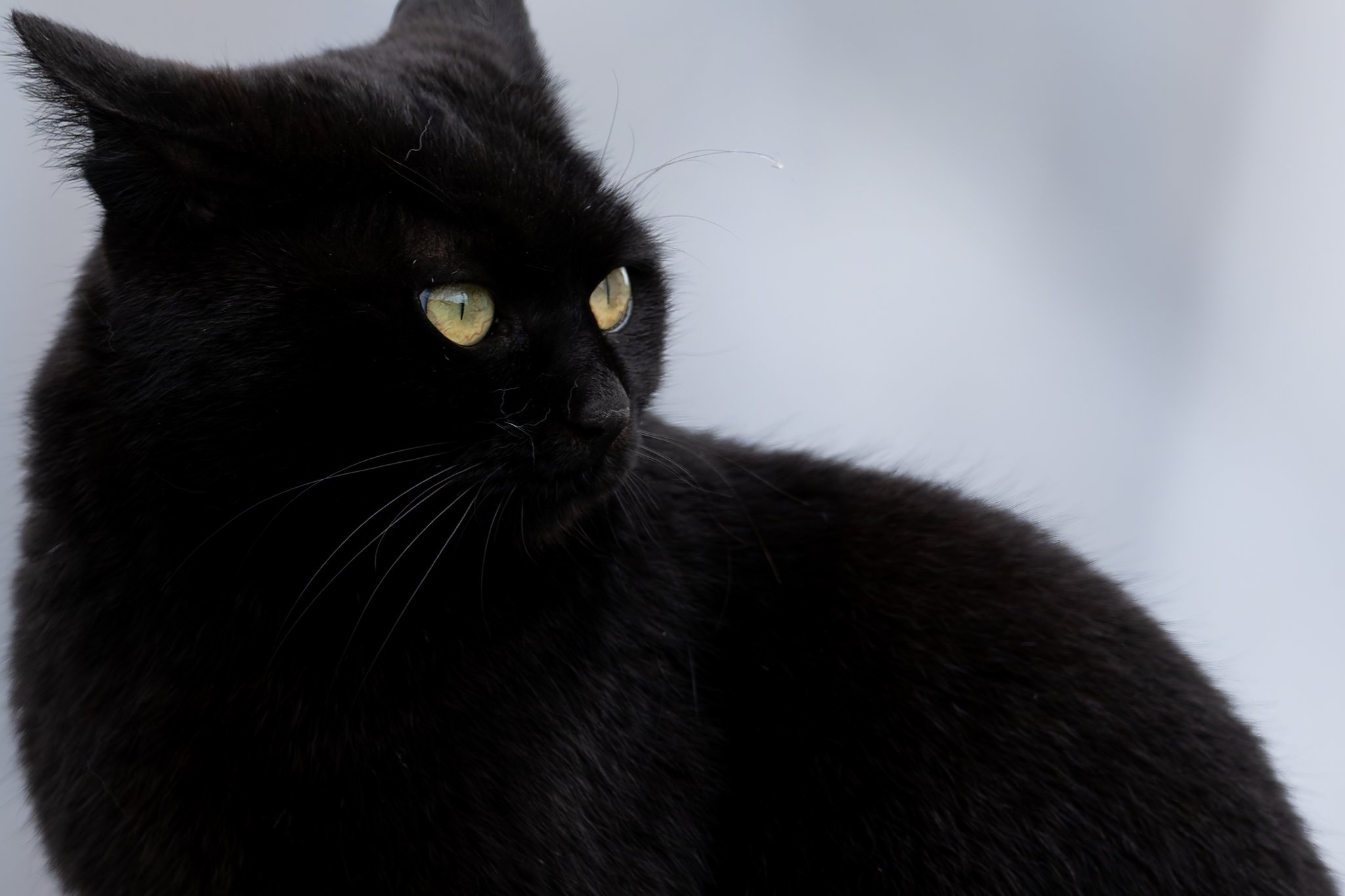 黒猫！！ Amazon.co.jp: 黒猫と首輪 : 木野 聡子: Japanese Books