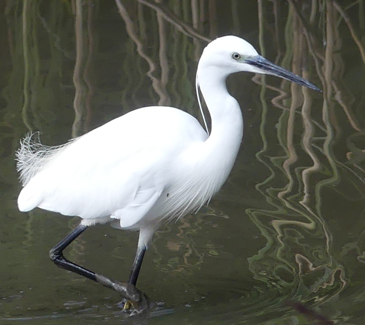 So many egrets around at the moment. I had 12 little egrets at #uptonwarren yesterday ,19 little and 1 GW at Grimley today