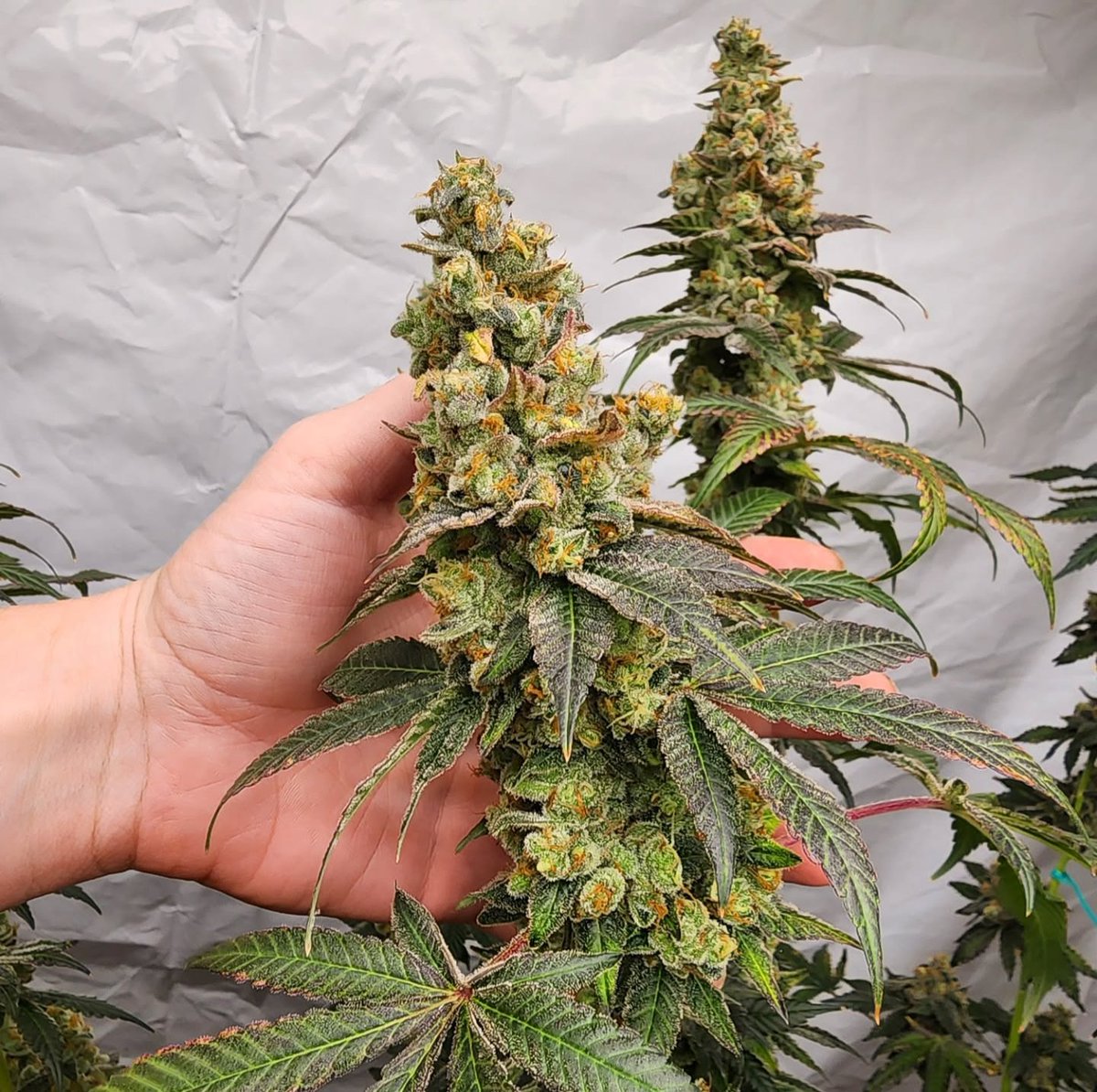 fullmoonfarms707 (@fullmoon7071) on Twitter photo Zpice #2 🍊 (Apricot ya hemi x medellin) x space runtz) 🍋 Zpice #2 🍊 (Apricot ya hemi x medellin) x space runtz) 🍋