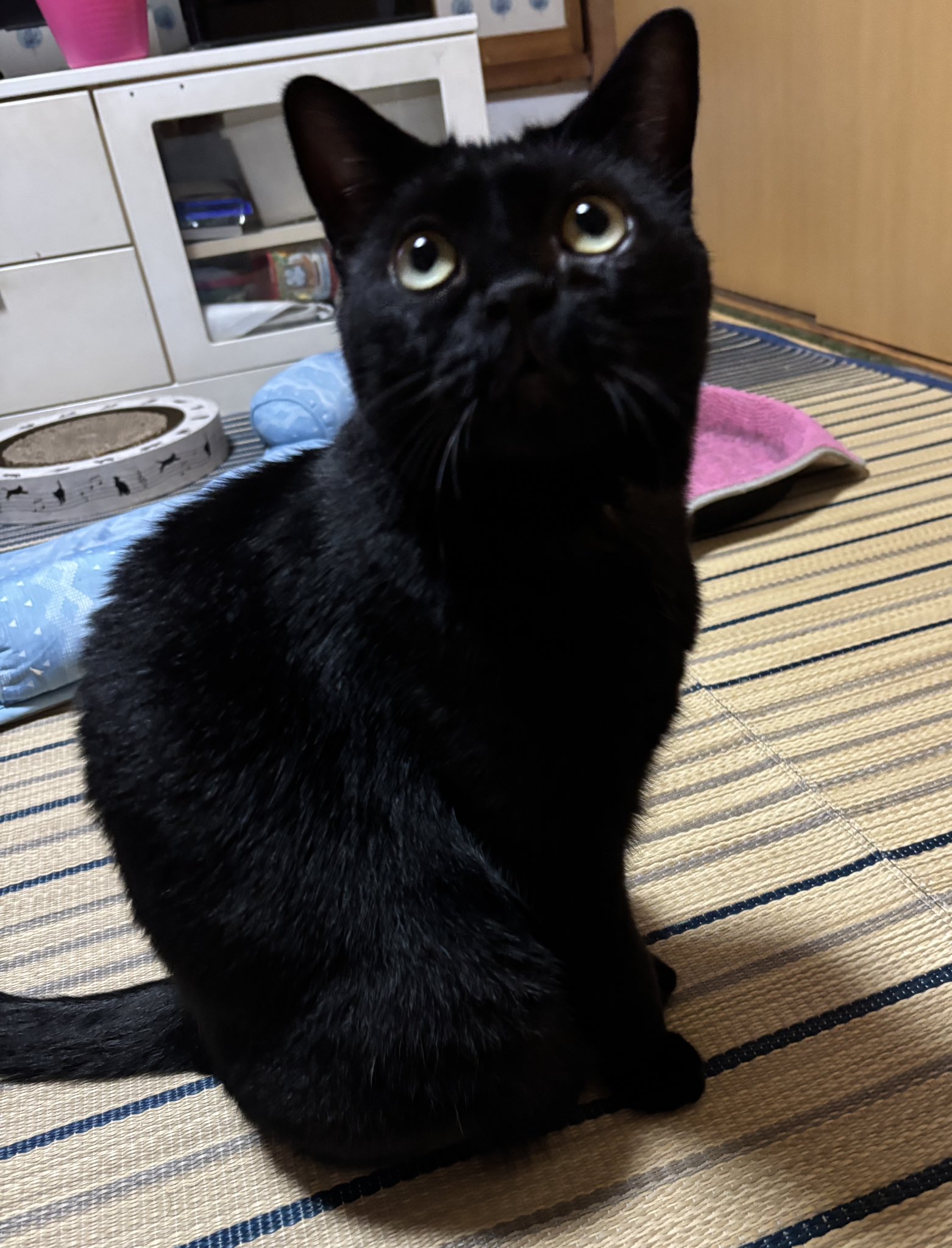 黒猫ちゃん　おめでとう 825 on X: 