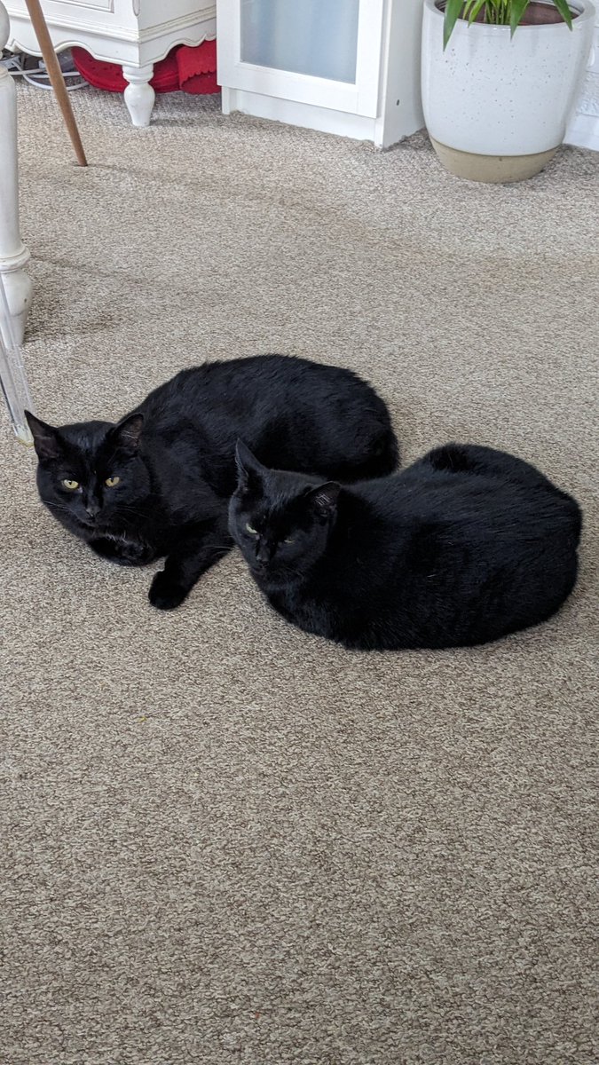It's KitCat &amp; Cat Noir's special day today as it's #BlackCatAppreciationDay here's some pics of these 2 cuties 🐾🐾
