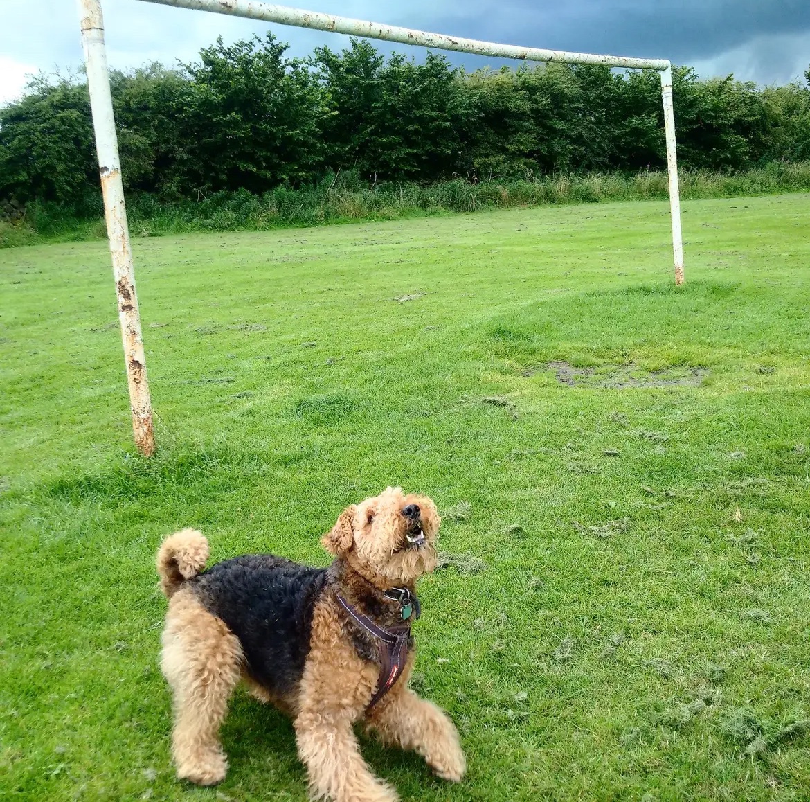 LeedsUnitedIndividualSupporters tweet media