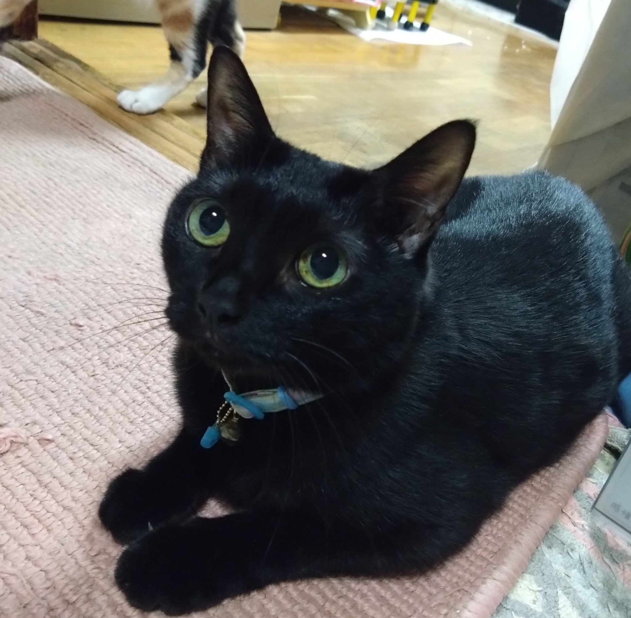 「黒猫みんと」のみ masumi on X: 