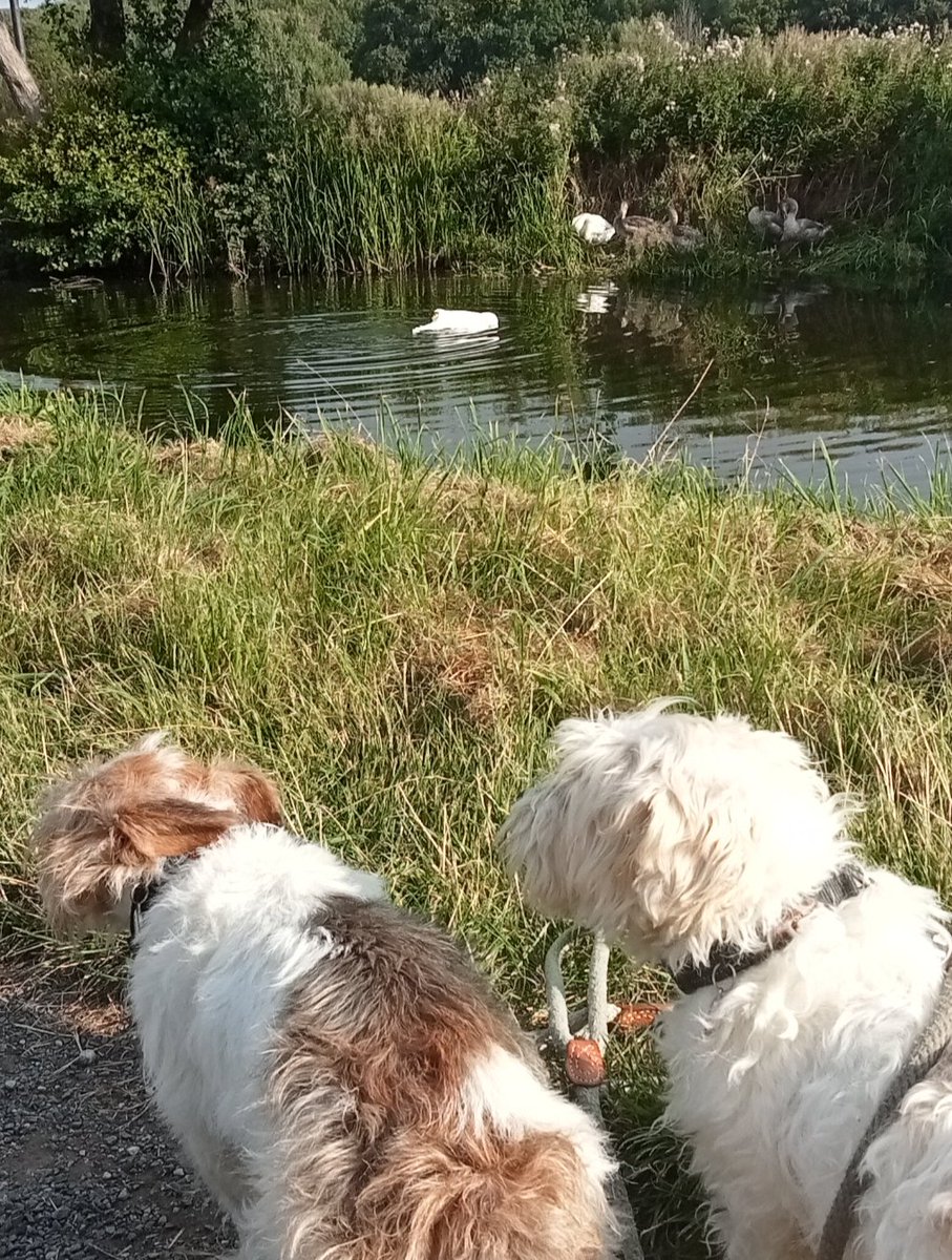 Saw some swanie swans on our canal bimble this morning 🦢🦢 🦢 🦢 🦢 🦢 🦢 🐕🐕