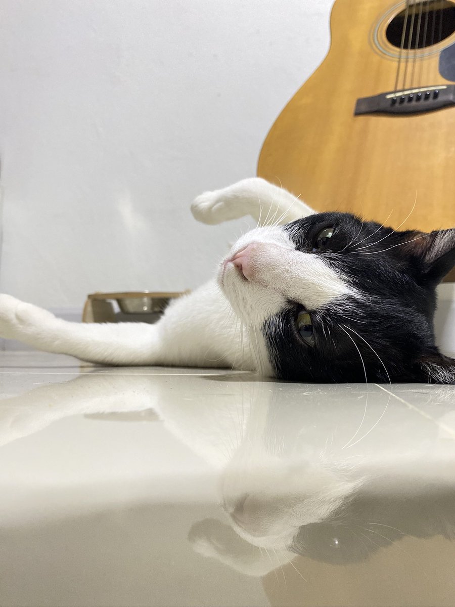 สิกรณ์ III 🦮🐻 tweet media