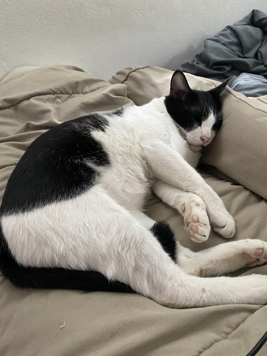 สิกรณ์ III 🦮🐻 tweet media