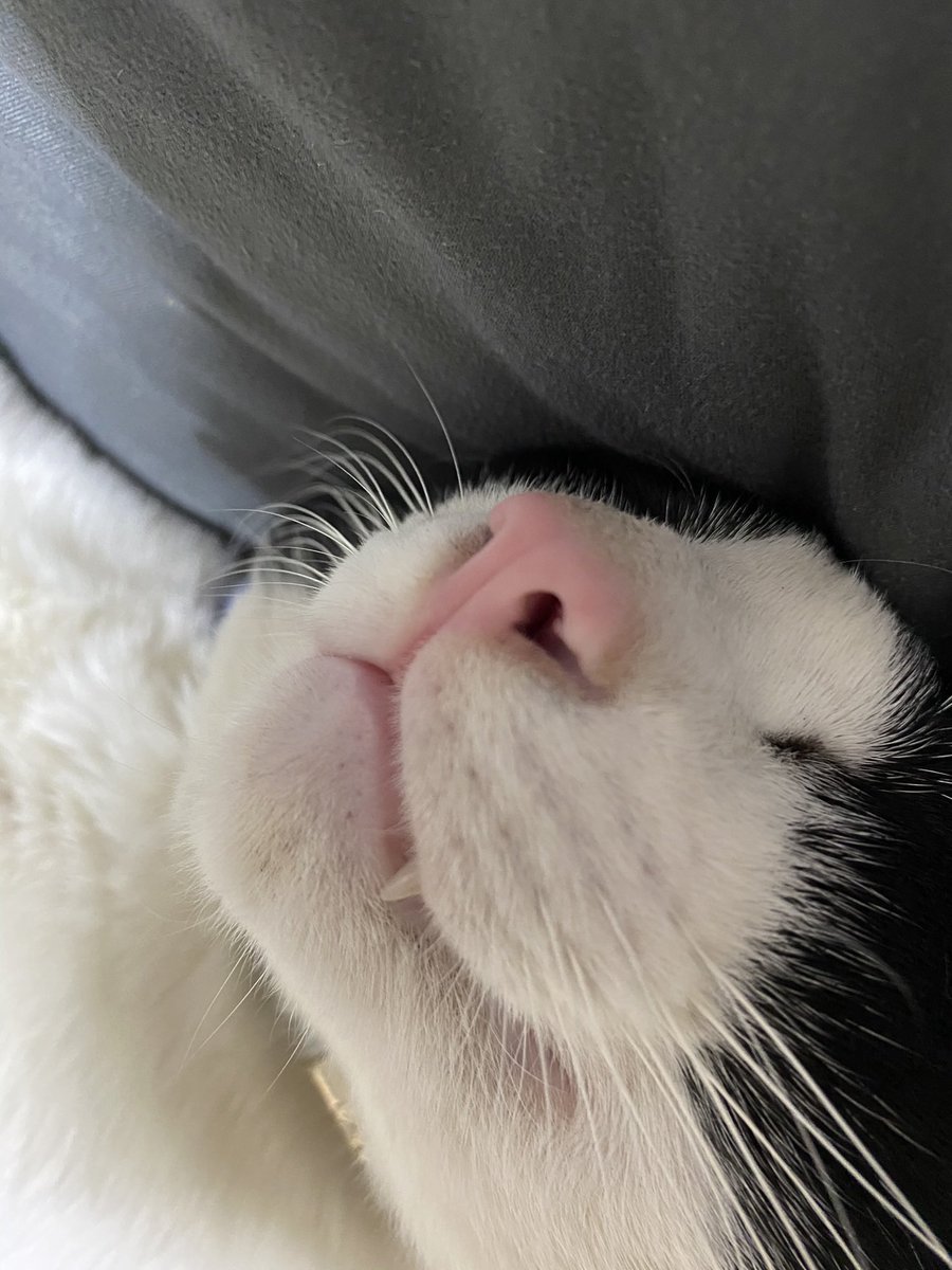 สิกรณ์ III 🦮🐻 tweet media