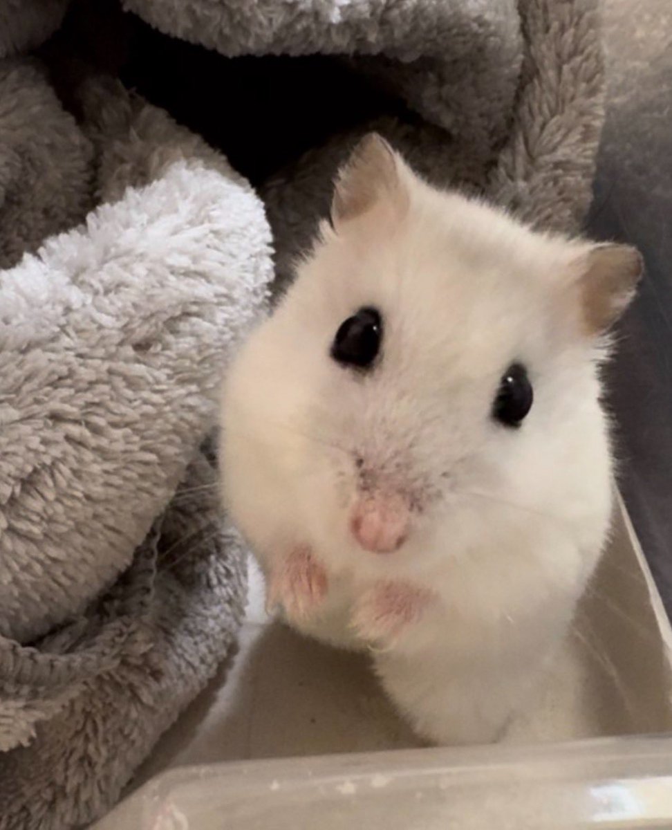 NENEand3hams's tweet image. Momi🐹🌈思い出🌺

#Momi