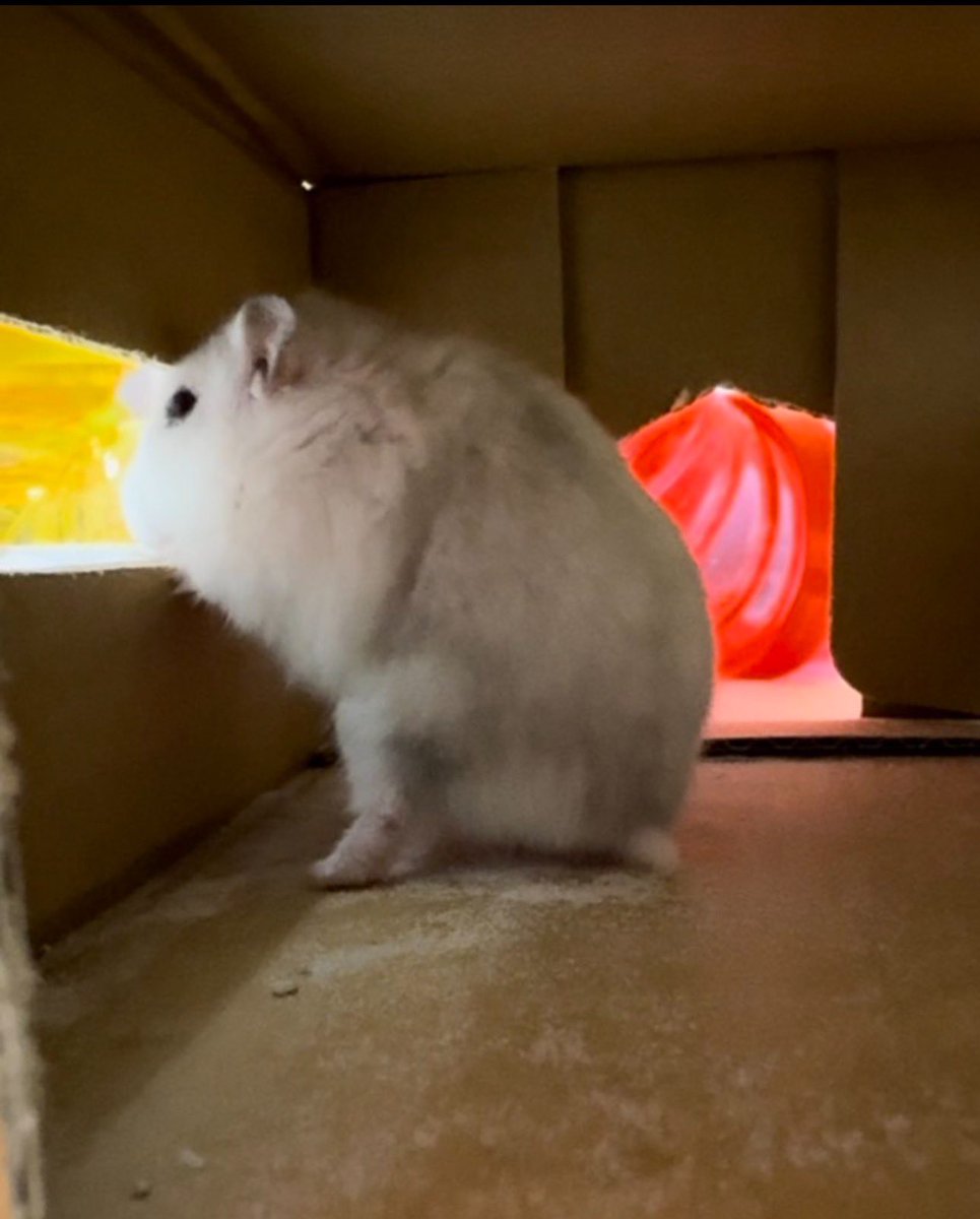 NENEand3hams's tweet image. Momi🐹🌈思い出🌺

#Momi