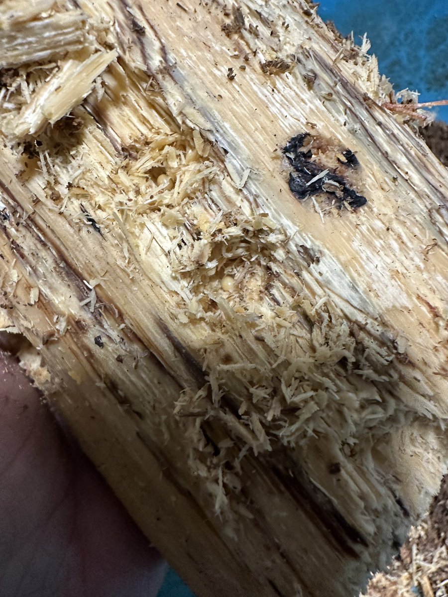 Sparkle Beetle (@BeetleSparkle) / Posts / X