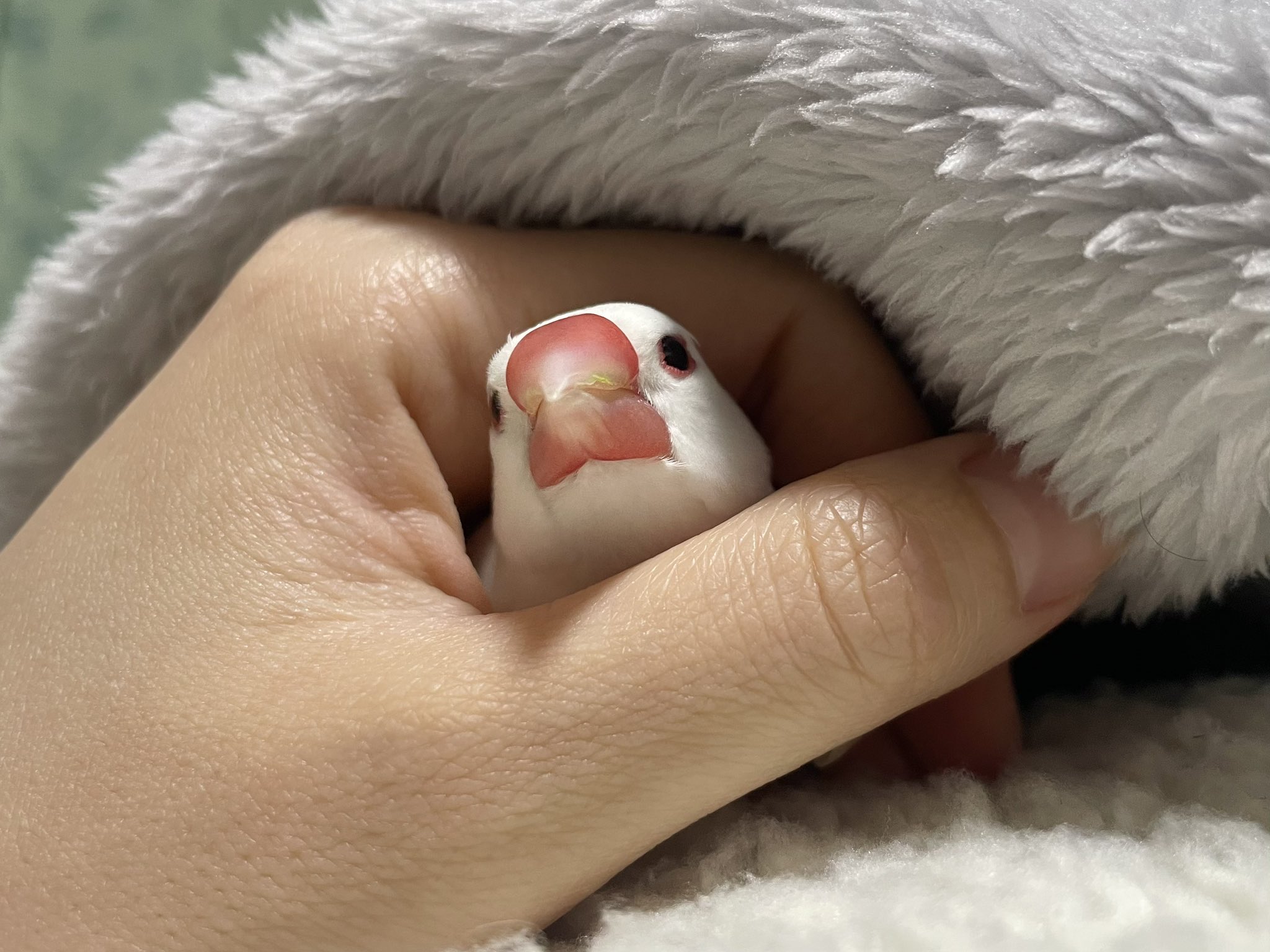 白鷗【小鳥＝羽虫無心】肉質画 【公式通販】