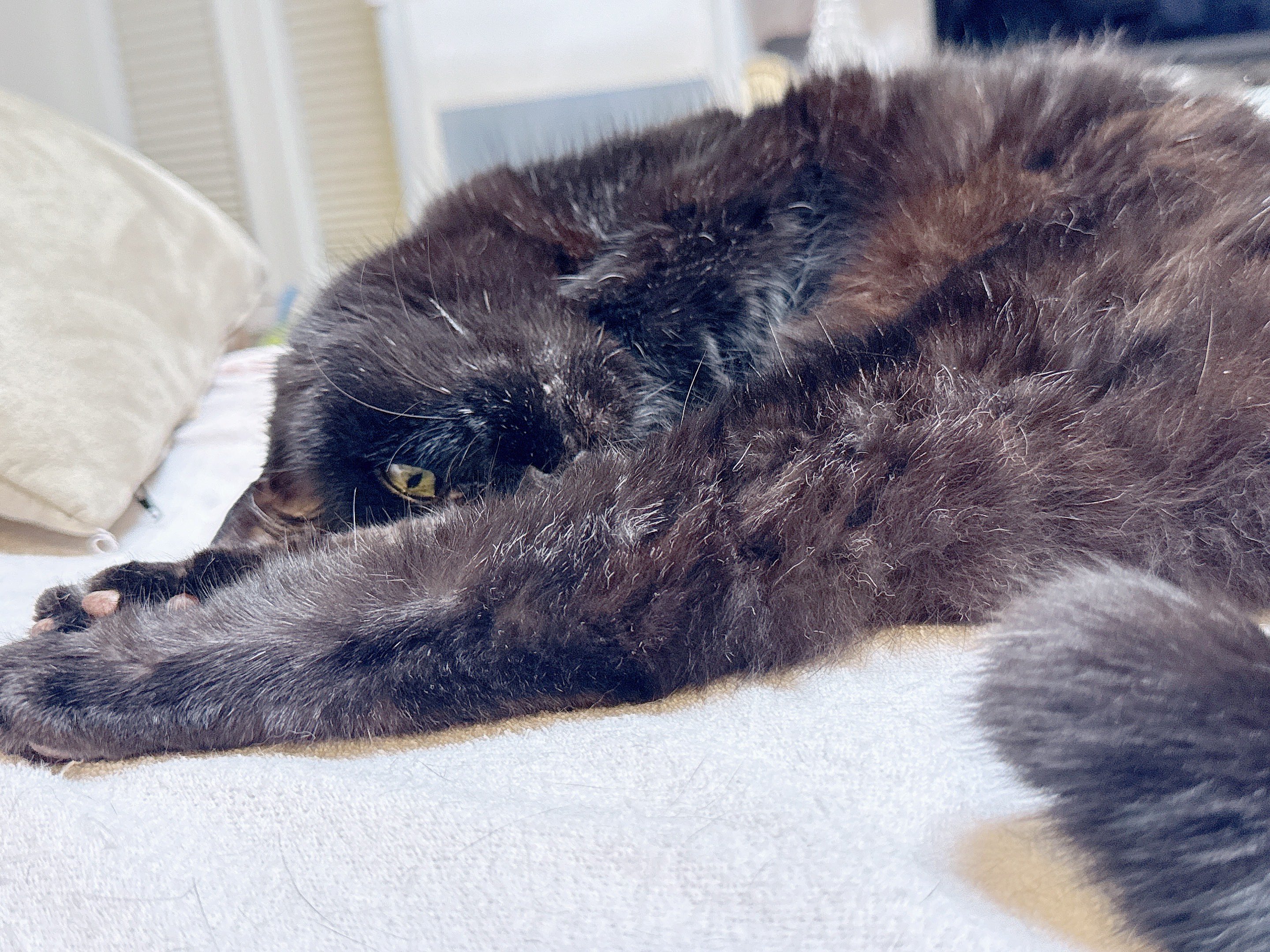 猫A 画像1 ＋ 8 画像19おまけ！　最終値下げしました！ おーちゃん HIMAWARIちゃんねる on X: 