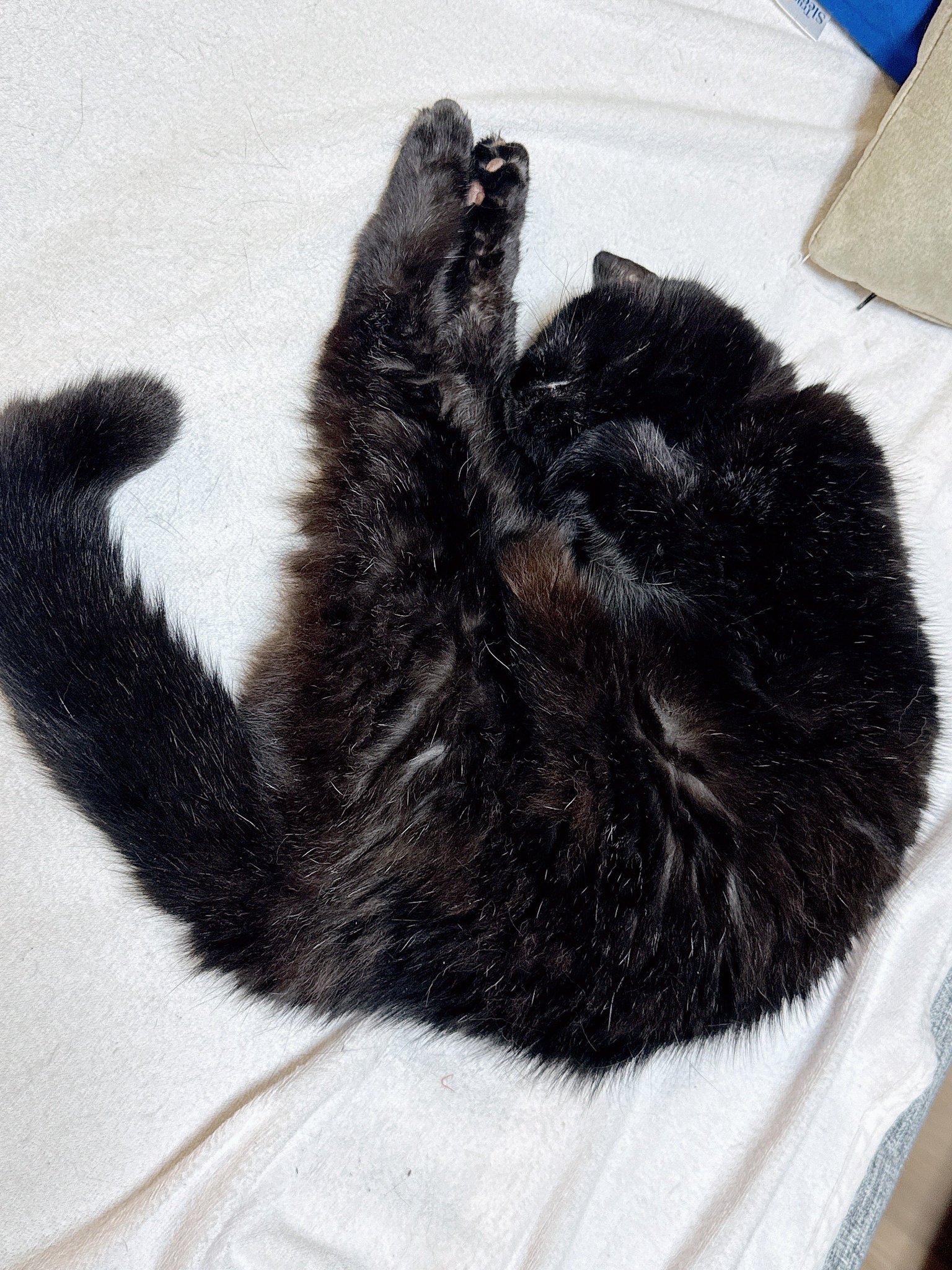 元黒猫 みな🪡🧵VOYAGE on X: 