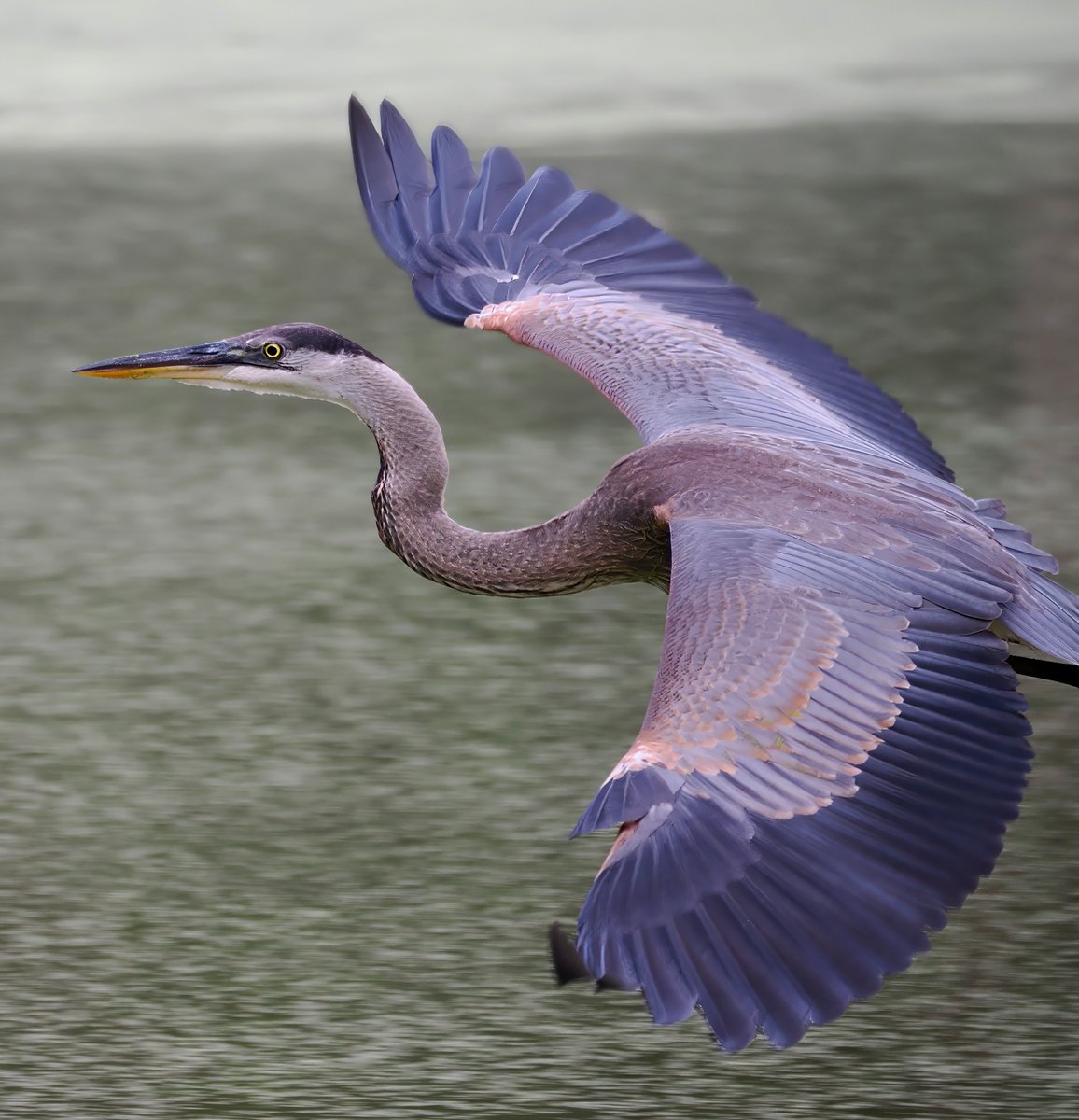 I've been thrilled to see this Great Blue Heron on the Harlem Meer recently. Look at that magnificent wingspan! 💙💜💙 #Herons #CentralPark #birdcpp