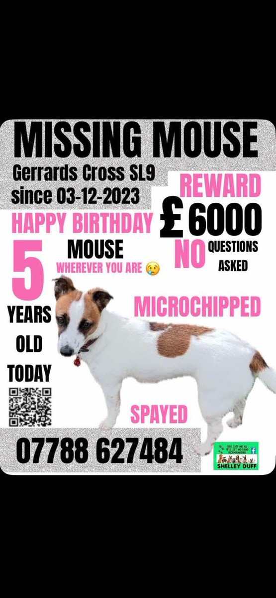 MissingPetsGB's tweet image. &quot;Please everyone share Mouse’s new poster.
Today is very very difficult for us as she is five years old today😢
If she was here we’d be spoiling her but she isn’t, she’s still missing
We love you Mousie, happy birthday beautiful girl
Always in our hearts 💕&quot;
#stolendoghour