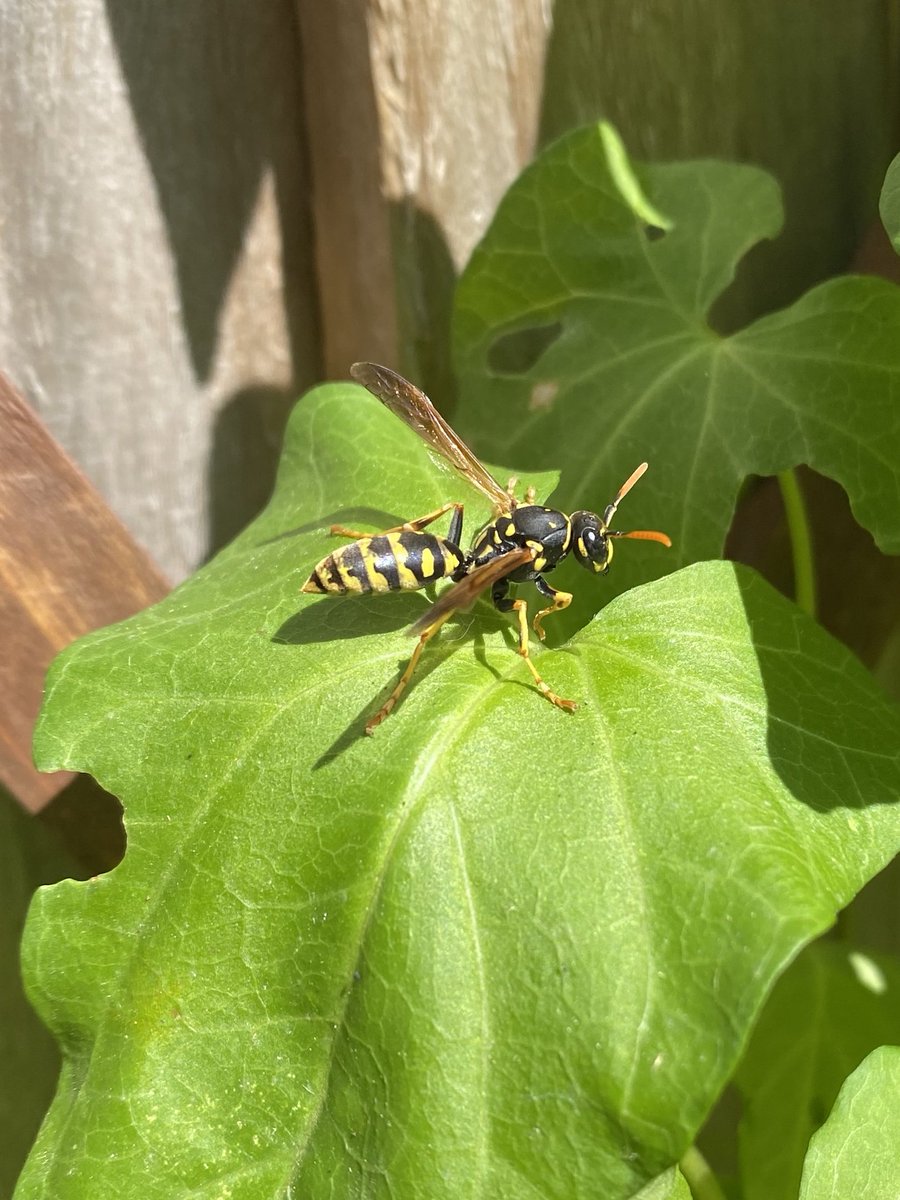 European Paper Wasp (Polistes dominula), regularly observed for the second year running in this small garden backing onto wet Alder and Ash dominated woodland by the Lilk Stream at Bearsted. 🌳<a href="/KentFieldClub/">Kent Field Club</a>
<a href="/KentWildlife/">Kent Wildlife Trust</a>
<a href="/Buzz_dont_tweet/">Buglife</a> <a href="/maidstonebc/">maidstonebc</a> <a href="/NESussexandKent/">Natural England - Sussex and Kent Team</a> <a href="/RoyEntSoc/">Royal Entomological Society</a>