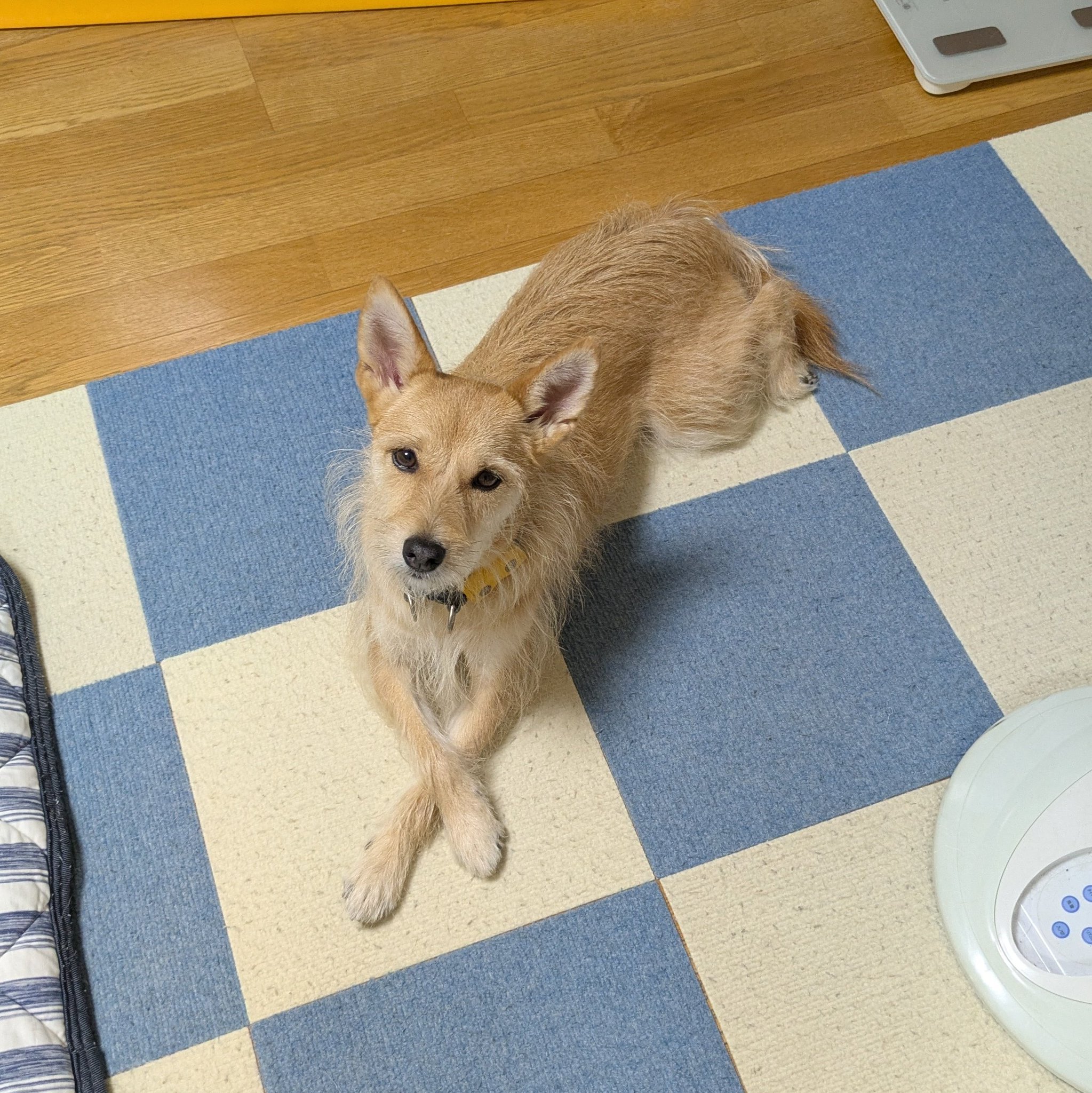 太陽と犬 さ と り on X: 
