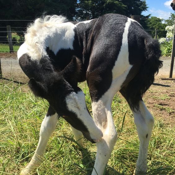 Rhonda_090's tweet photo. Beautiful baby horse ready for sale https://t.co/gE5kdxzc4n