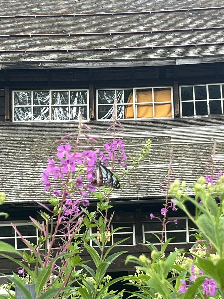 rumblefish's tweet image. 今年2回目の尾瀬。
前回は立ち寄れなかった長蔵小屋売店に行けた！石川直樹さんの方眼ノートを買ってスタンプを押す。
そして、長蔵小屋の前に咲いているヤナギランにアサギマダラ‼️

#尾瀬　#ヤナギラン