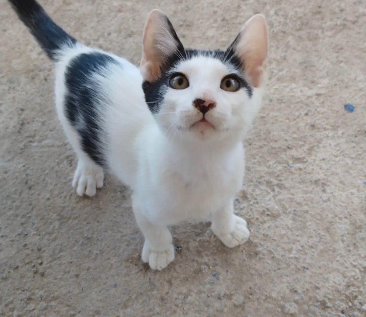 🐾 PABLO EN ADOPCIÓN 🐾
3 meses, abandonado con sus hermanitos.
Cariñoso y con mucho amor por dar. 💘

📩 Escríbenos y cambia su vida (y la tuya 😉).