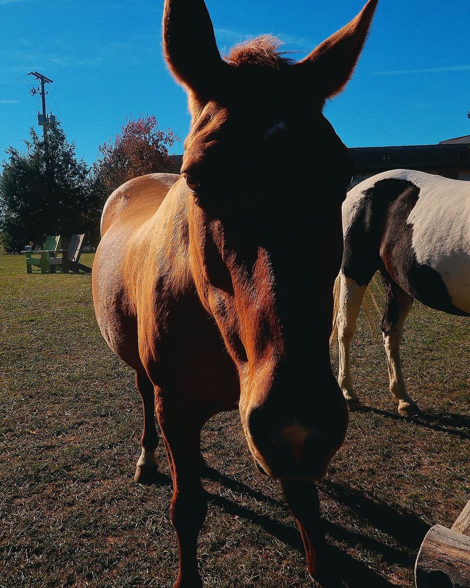 Rhonda_090's tweet photo. Beautiful horse breeder https://t.co/q18Ojkhfx5
