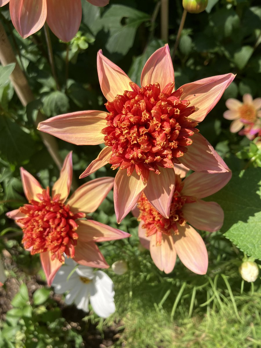 Concraigsmith's tweet photo. And a few of the dahlias #highsummer https://t.co/kwEnR9opYk