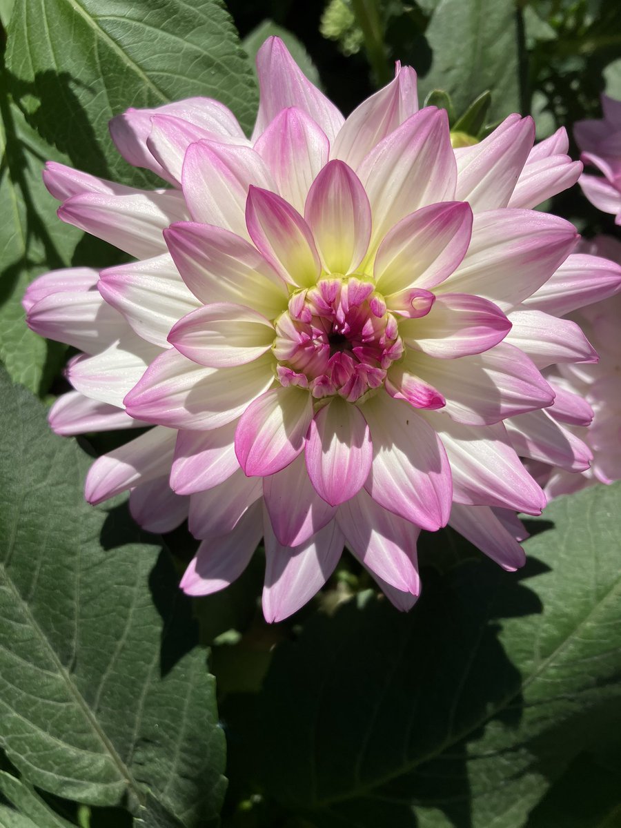 Concraigsmith's tweet photo. And a few of the dahlias #highsummer https://t.co/kwEnR9opYk