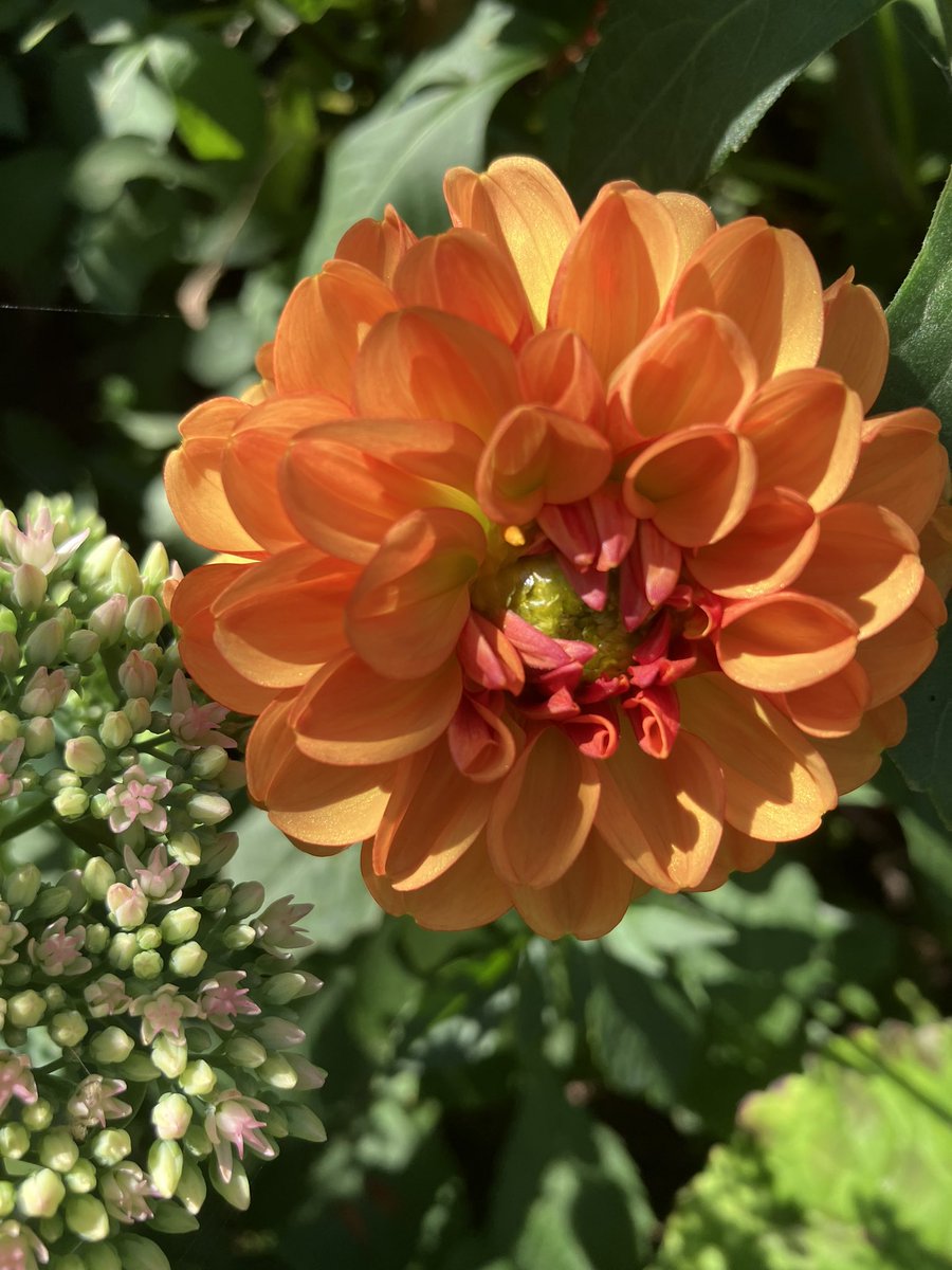 Concraigsmith's tweet photo. And a few of the dahlias #highsummer https://t.co/kwEnR9opYk