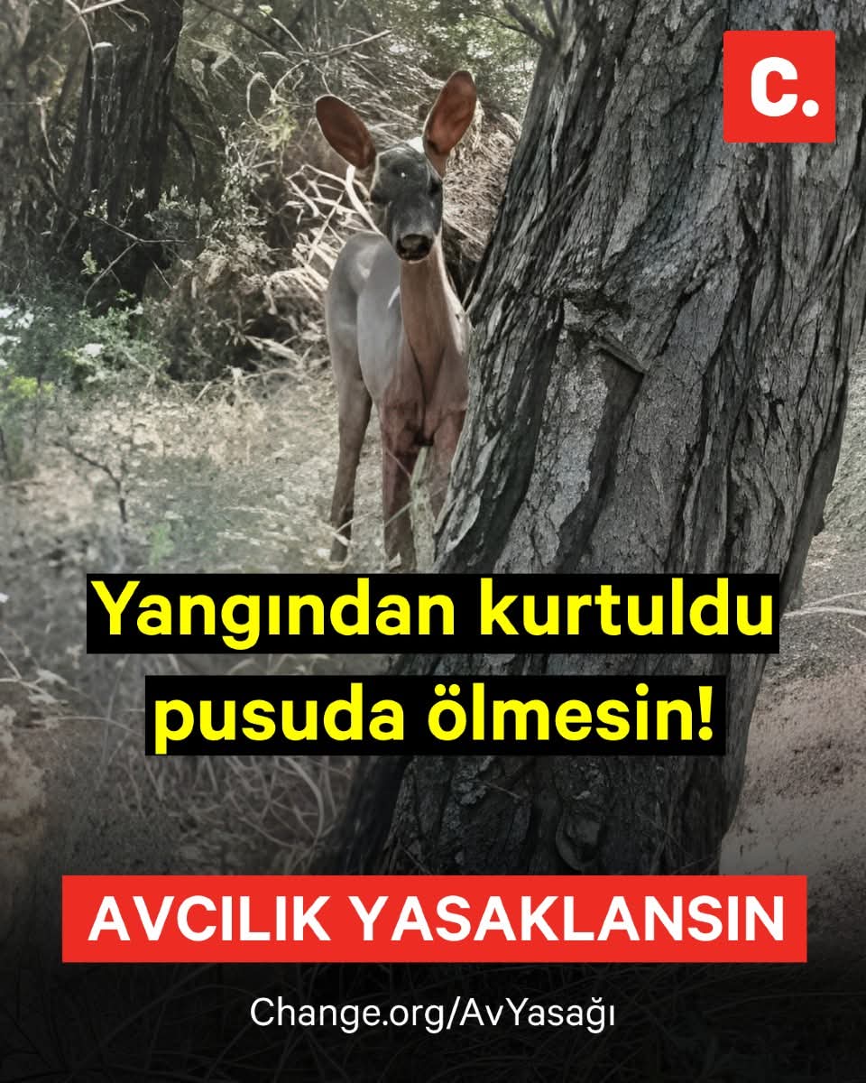 AVCILIK 10 YIL YASAKLANSIN,

Yangından kurtulan canlar pusuda ölmesin!

İzmir, Çanakkale, Bursa, Balıkesir, Bilecik ve Kastamonu’da çıkan büyük orman yangınları, sadece ağaçları değil; kuşların yuvalarını, sincapların dallarını, tilkilerin barınaklarını,