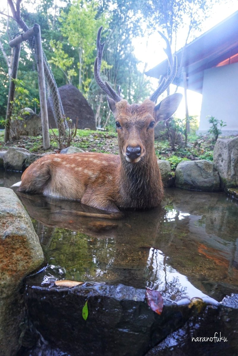 まだ暑い日が続きますが、まあ明日からも頑張ってください🦌