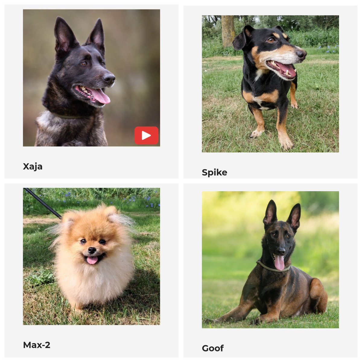 Onze plaatsbare asielhonden. 

De leukste dieren wachten in het Dierenasiel. 

dierenasielzwolle.nl/ik-zoek-een-ho…