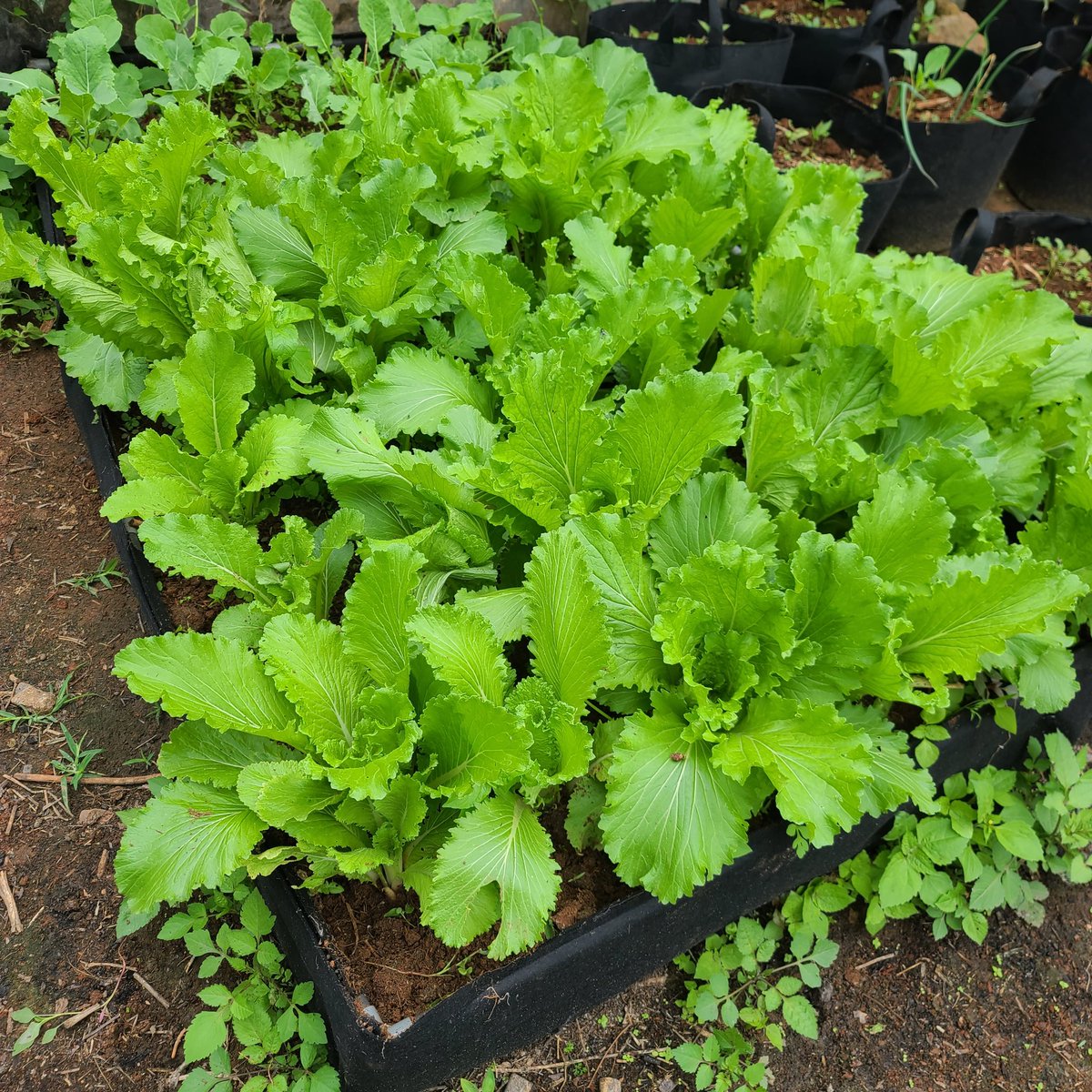 ndogofarm's tweet photo. Results from our fabric raised bed. #farming #kitchengardening #kenya https://t.co/Xbx8RbNKm5