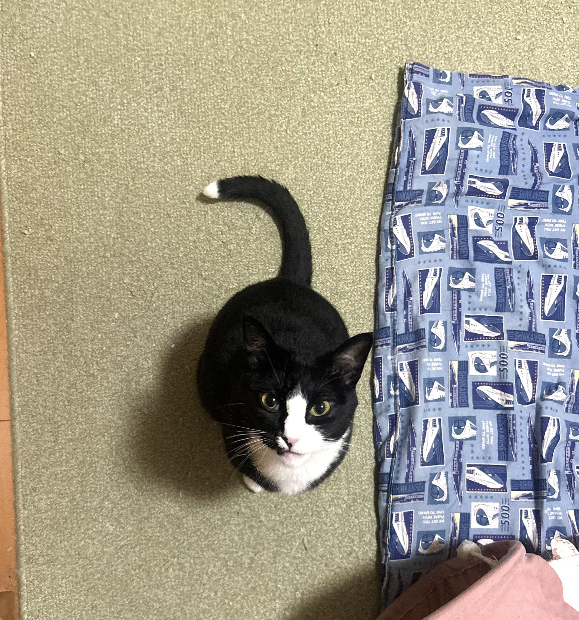 ねこ♡ 🩵𝑆𝑎𝑡𝑜𝑚𝑖🩵𝑖𝑐𝑜𝑛ℎ𝑒𝑎𝑑𝑒𝑟▶︎𝑚𝑦 𝑖𝑑𝑜𝑙 on X