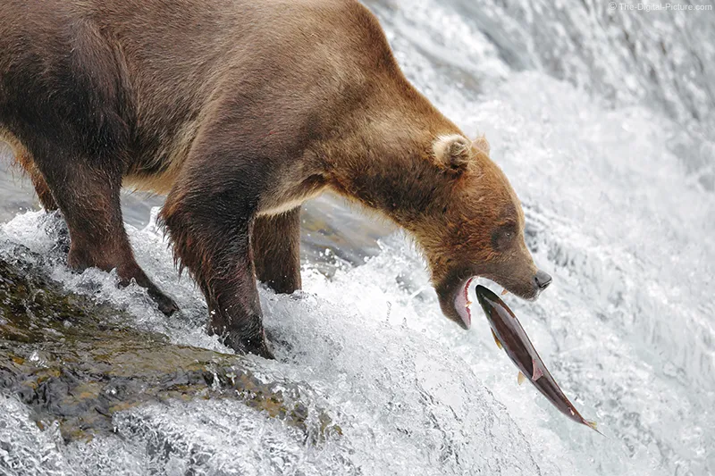 Iconic Brown Bear Catching Salmon Jumping Waterfalls, Brooks Falls, Katmai National Park the-digital-picture.com/News/Iconic-Br…